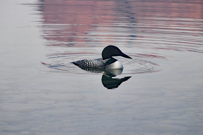 Loon
