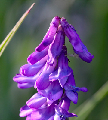 Flower03.jpg