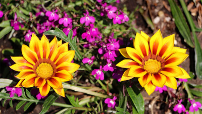 Flower09.jpg