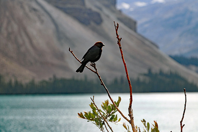 Bow River bird
