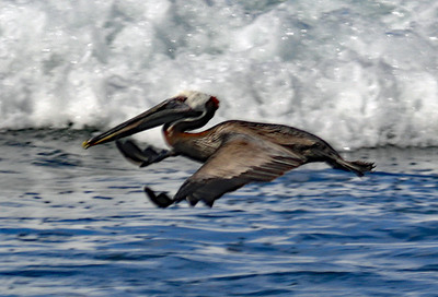 PR2023Pelican04.jpg